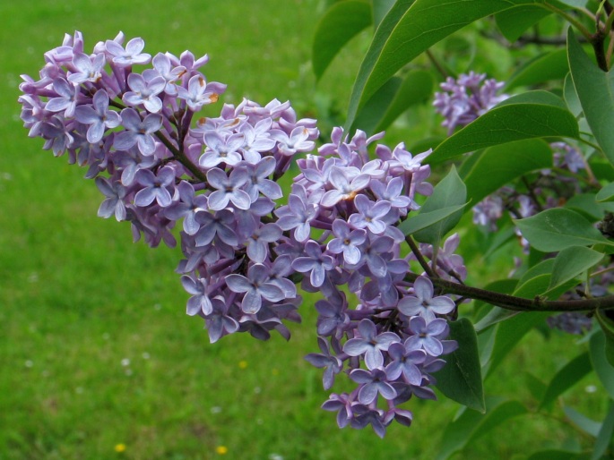 SYRINGA VULGARIS L. – šeřík obecný / orgován obyčajný