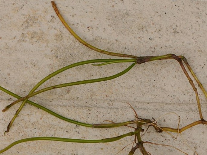 Syringodium isoetifolium