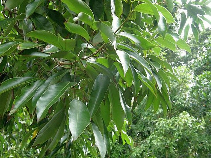 Syzygium aromaticum