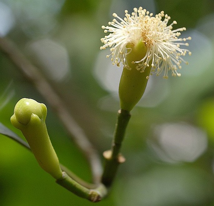 Syzygium aromaticum