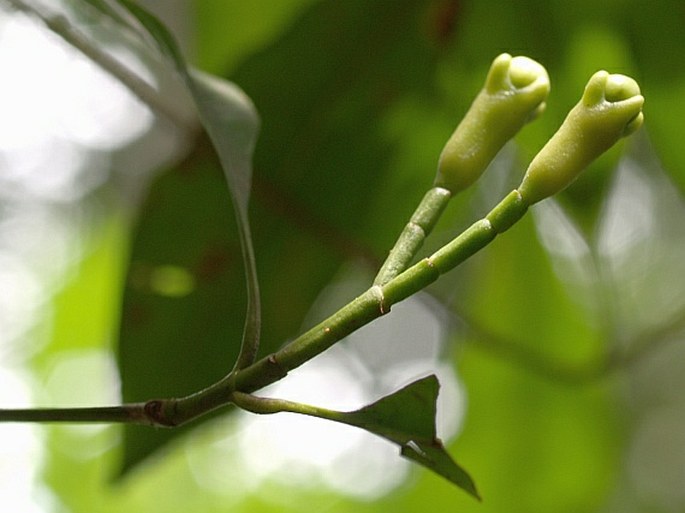 Syzygium aromaticum