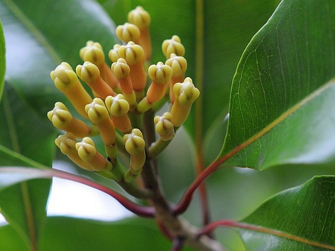 Syzygium aromaticum