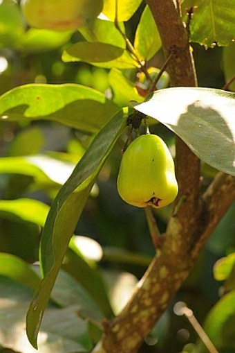 Syzygium aqueum