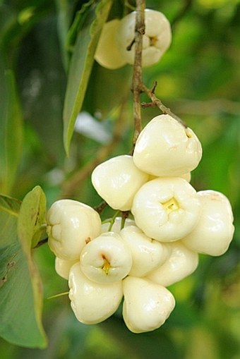 Syzygium aqueum