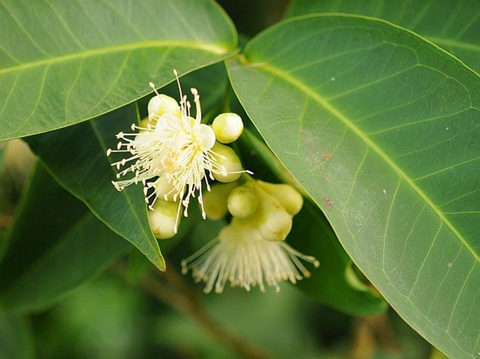 Syzygium aqueum