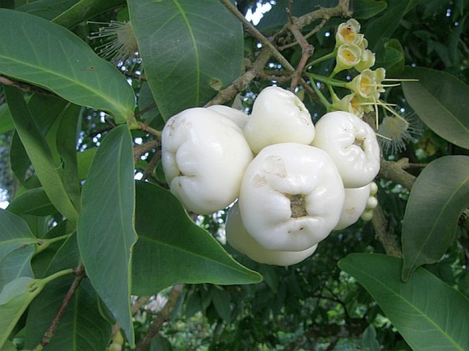 Syzygium aqueum