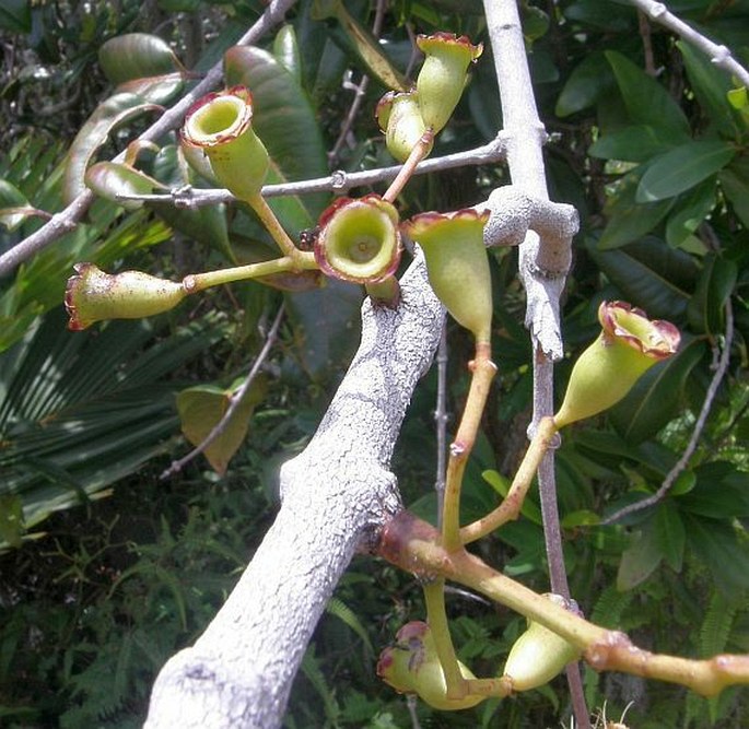 Syzygium wrightii