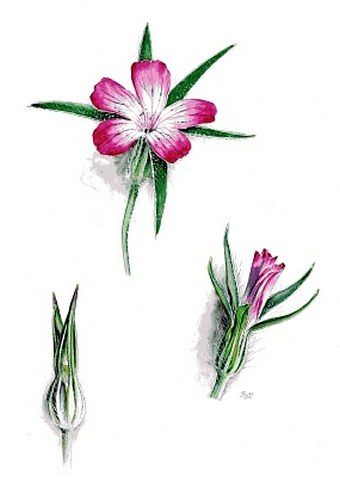 Soutěž Nejlepší botanická ilustrace roku 2012 - Jana Táborská