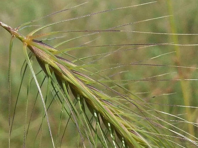 Taeniatherum caput-medusae