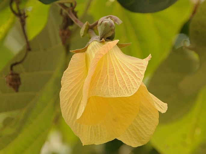 TALIPARITI TILIACEUM (L.) Fryxell – ibišek