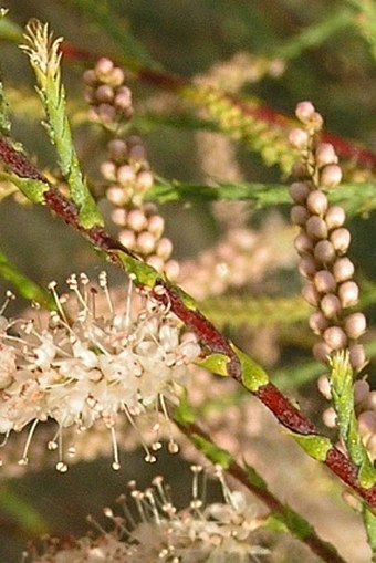 Tamarix africana