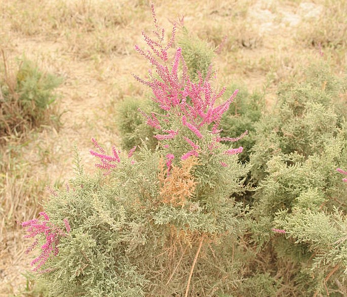 Tamarix hispida