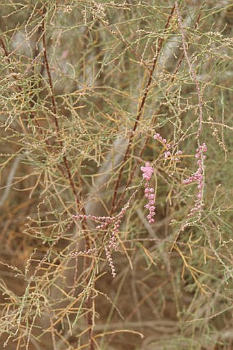 Tamarix tarimensis