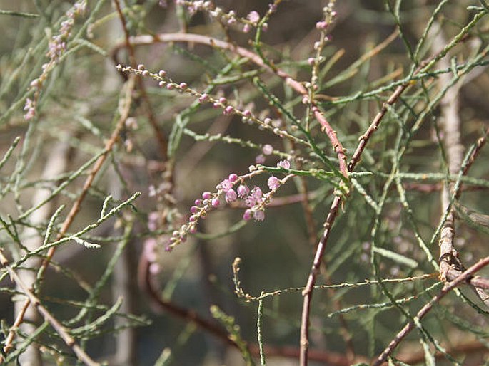 Tamarix tarimensis