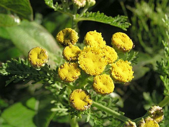 TANACETUM BIPINNATUM (L.) Sch. Bip. – vratič