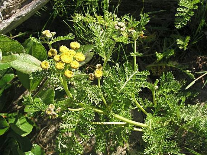 Tanacetum bipinnatum