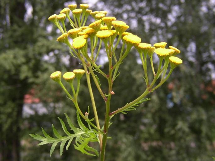 Tanacetum vulgare