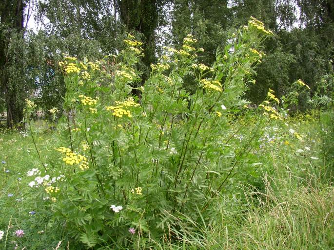 Tanacetum vulgare