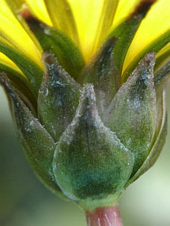 Taraxacum bavaricum