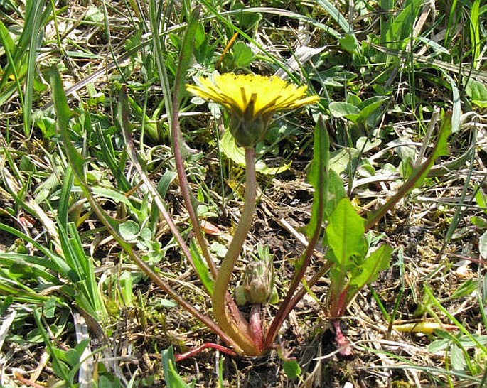 Taraxacum bavaricum