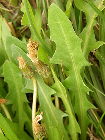 Taraxacum bessarabicum