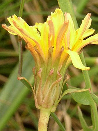 Taraxacum bessarabicum