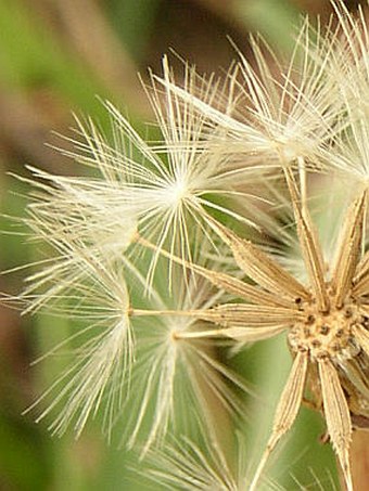 Taraxacum bessarabicum