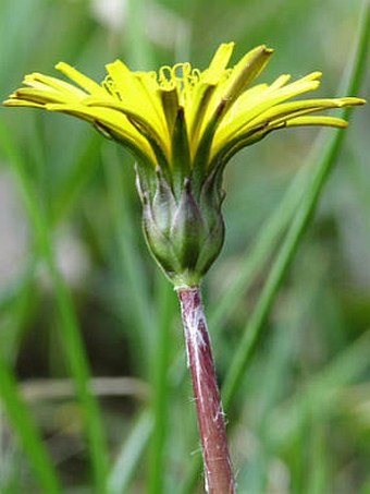 Taraxacum madidum