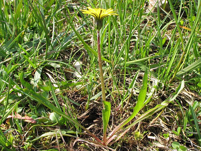 Taraxacum madidum