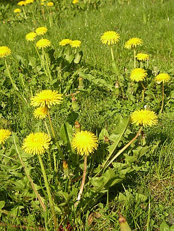 Taraxacum sect. Ruderalia