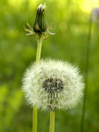 Taraxacum sect. Ruderalia