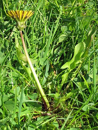 Taraxacum subalpinum