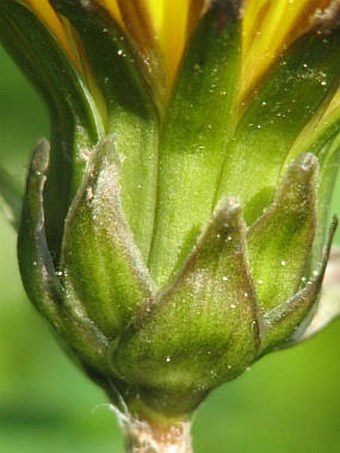 Taraxacum subalpinum