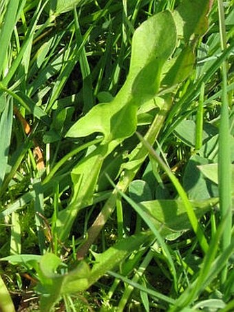 Taraxacum subalpinum