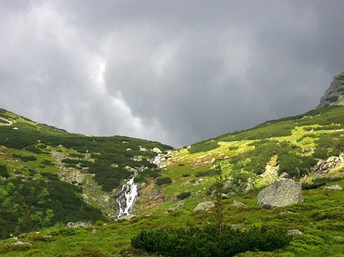 Rastlinstvo Tatranského národného parku 4.: vegetačné pásma – subalpínsky, alpínsky a subniválny stupeň