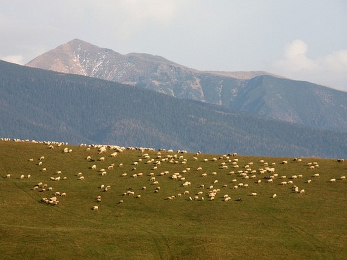 Tatry