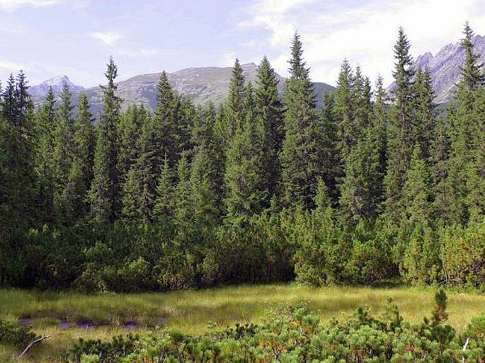 Tatry