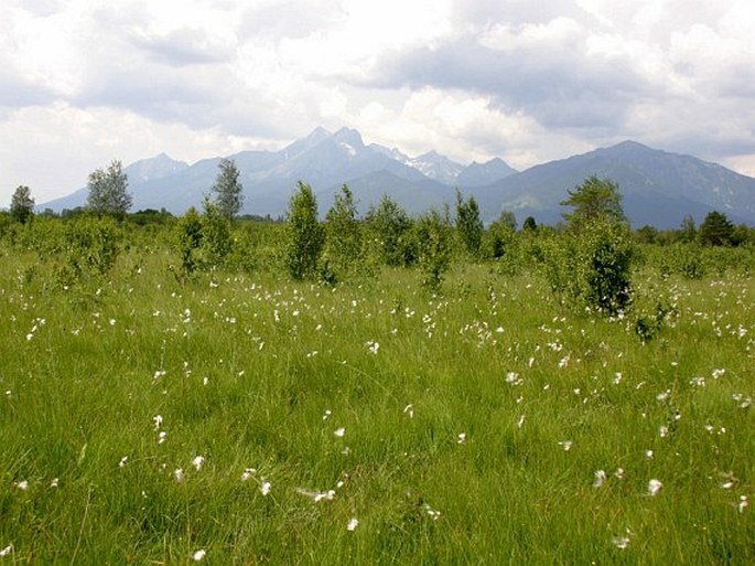 Tatry