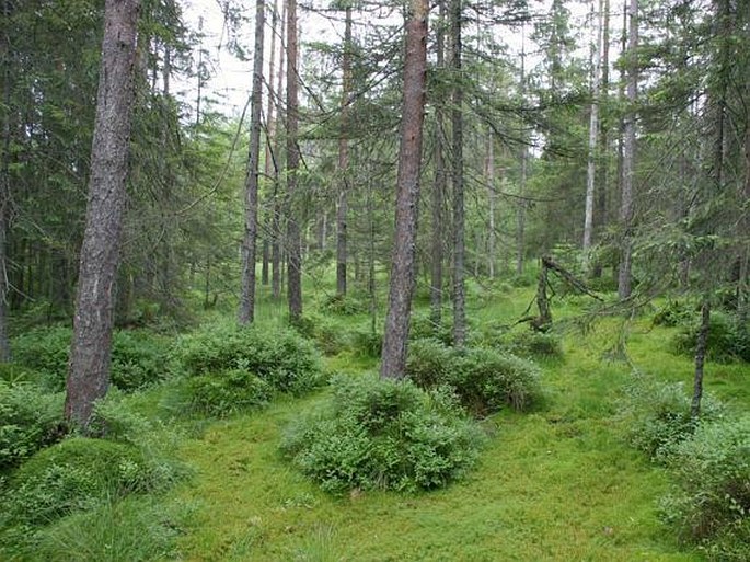 Tatry