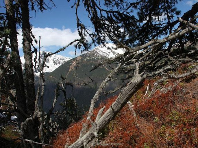 Tatry