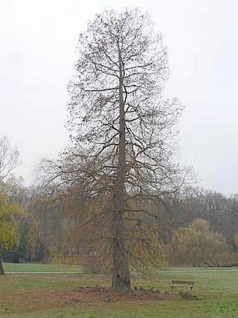 Taxodium distichum