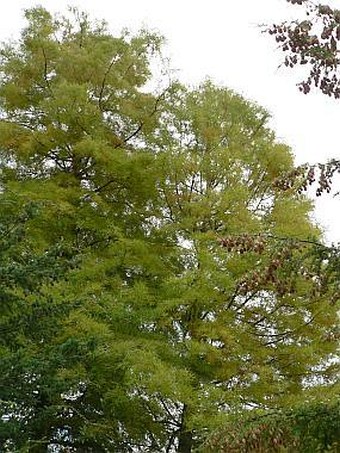 Taxodium distichum