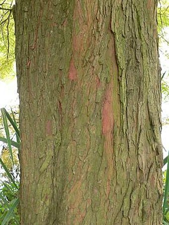 Taxodium distichum