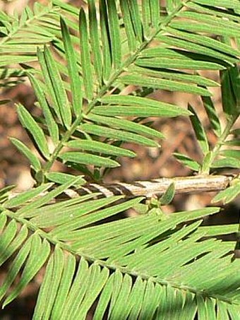 Taxodium distichum