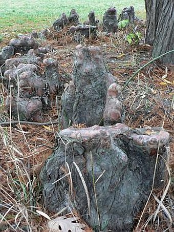 Taxodium distichum