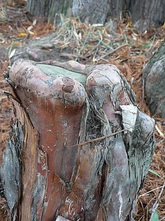 Taxodium distichum