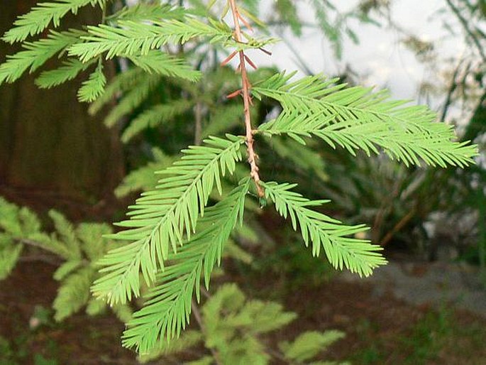 Taxodium distichum