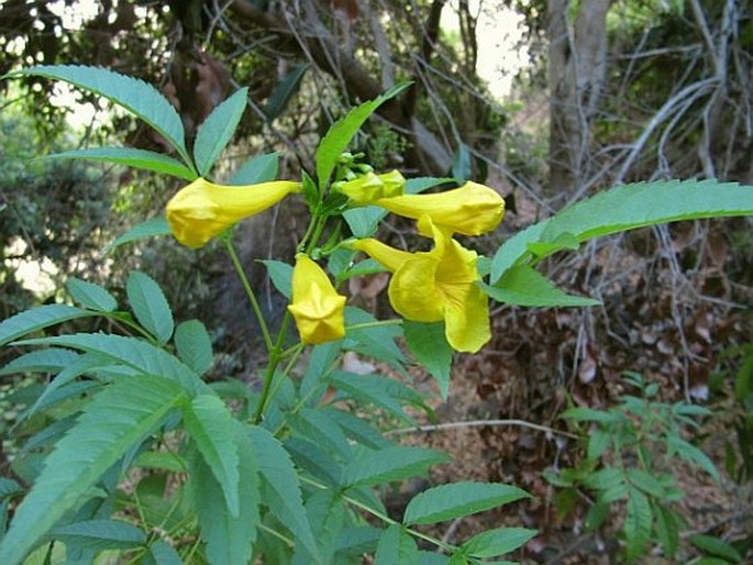 Tecoma stans