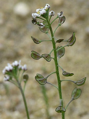 Teesdalia nudicaulis