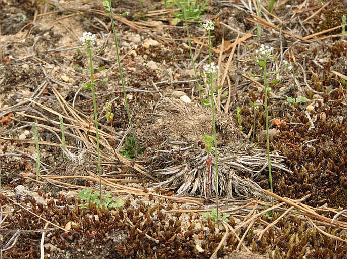 Teesdalia nudicaulis